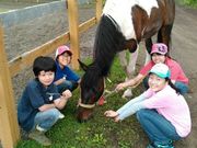 KAZ HORSE TRAININGの写真3
