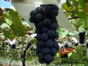 こんのぶどう園の写真2