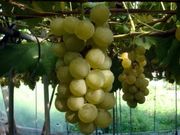 こんのぶどう園の写真4