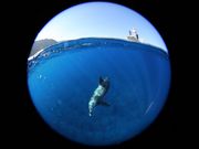ドルフィンクラブ三宅島の写真3