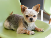 イエローダイブの写真4