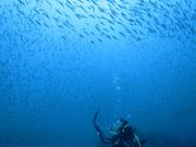 ドルフィンウェーブDolphinewaveの写真2