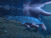 Y.G.L.自然生活創造連盟の写真3