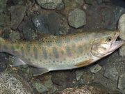 Y.G.L.自然生活創造連盟の写真4