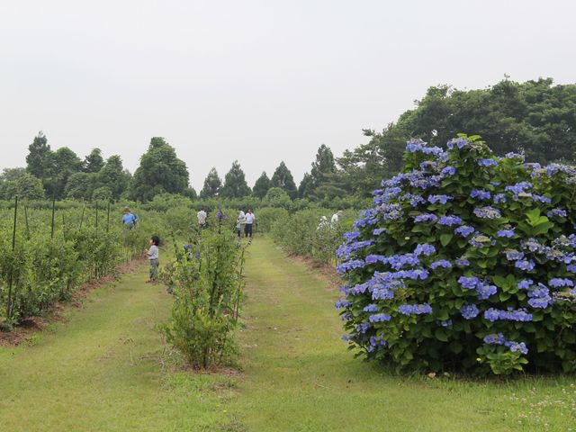 小林観光ブルーベリー園