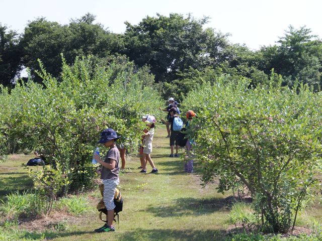 小林観光ブルーベリー園