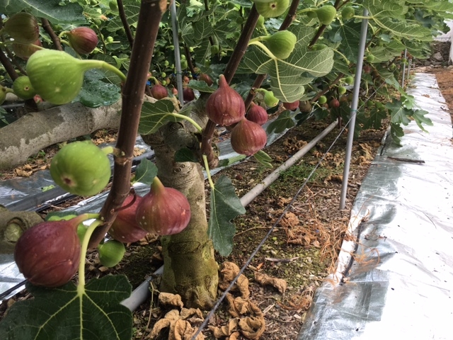 青木農園