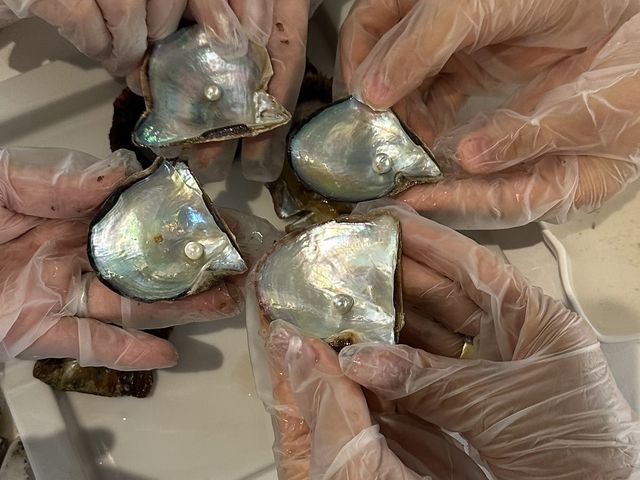 この夏は北品川のぎゃらりー連で創作体験を!8月限定パール取り出し体験1000円offです!_品川宿ぎゃらりー連