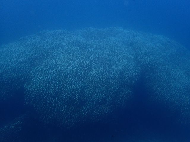ギネス級!?大きなコモンシコロサンゴ!_石垣島ダイビング GLOBAL DIVE(グローバルダイブ)