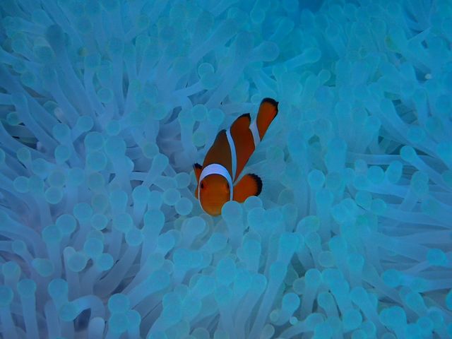 ニモでおなじみカクレクマノミ♪_石垣島ダイビング GLOBAL DIVE(グローバルダイブ)