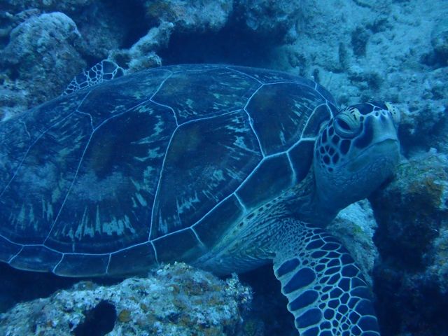お昼寝中のカメさんに遭遇!?_石垣島ダイビング GLOBAL DIVE(グローバルダイブ)
