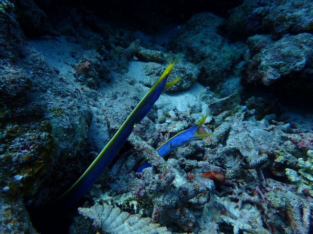 ツインドラゴンは今日も元気!!_石垣島ダイビング GLOBAL DIVE(グローバルダイブ)