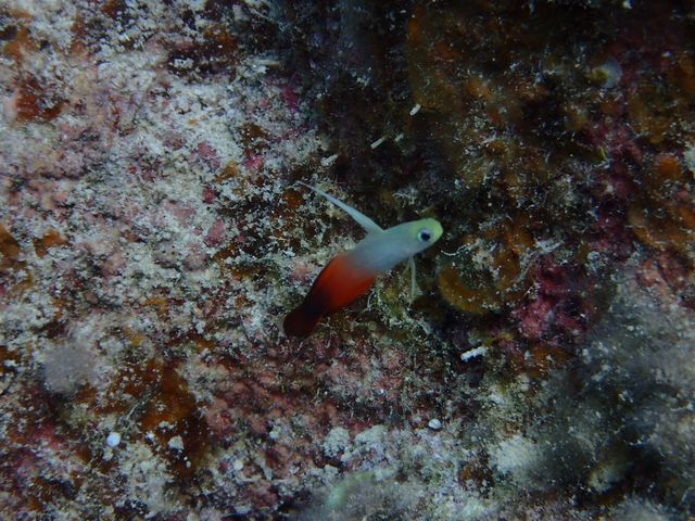 かわいい見た目のハタタテハゼ♪_石垣島ダイビング GLOBAL DIVE(グローバルダイブ)