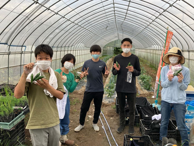 こどもピーマンの収穫風景_特定非営利活動法人くじらのペンギンハウス