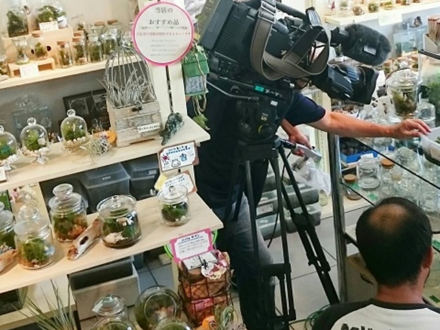 夕方の情報番組で取り上げられました。_苔工房アイモス