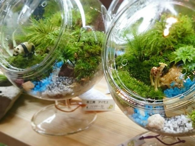 苔工房アイモス