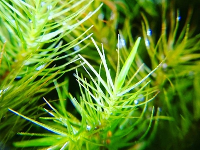 ルーペで拡大した苔_苔工房アイモス