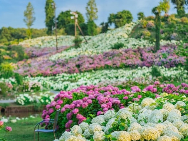 かざはやの里の絶景「53品種77700株の紫陽花」_かざはやの里