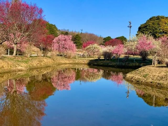 かざはやの里の絶景「梅と青空の映える池」_かざはやの里