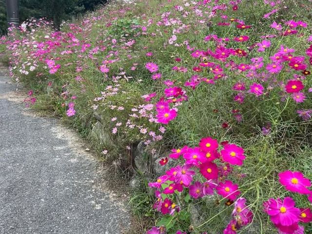 かざはやの里の絶景「秋の秋桜」_かざはやの里