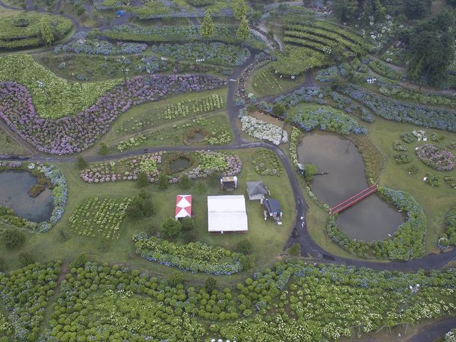 48品種77700株の紫陽花エリア_かざはやの里