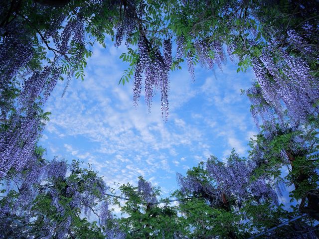 ♡に抜ける藤の空_かざはやの里