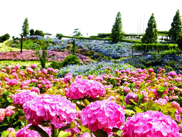 じゃらんネットのTOPページを飾ったかざはやの里の紫陽花_かざはやの里