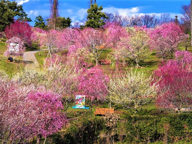 芝生の緑の絨毯に紅白色取り取りの梅が咲き誇る_かざはやの里