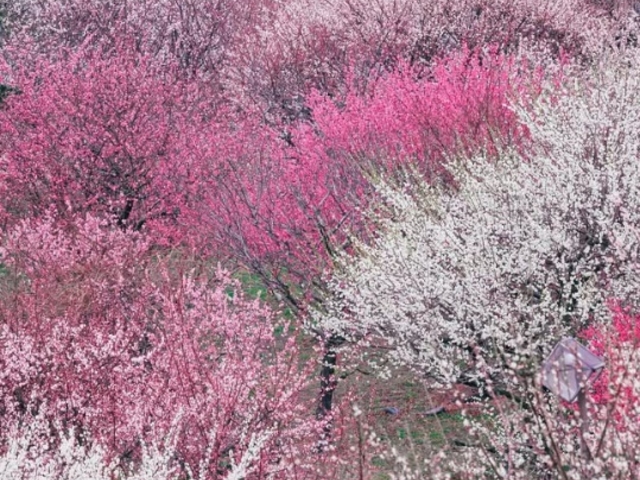 かざはやの里の絶景「多彩な色の梅」_かざはやの里