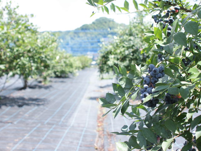 中西農園