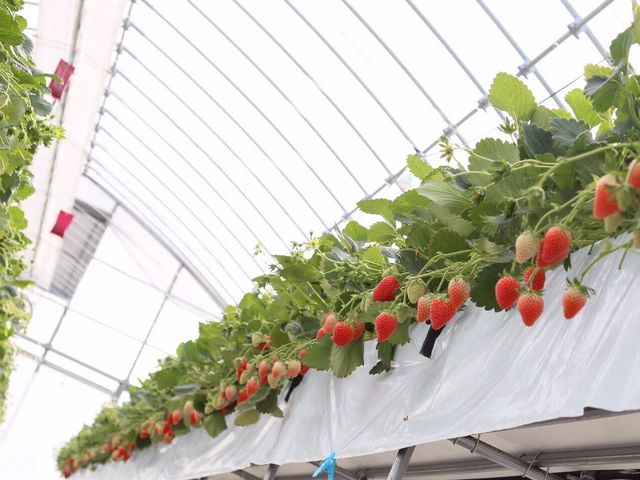 佐藤果実工房