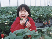 たむら農園の写真4