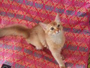 アンシャトンの写真4