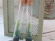 苔工房アイモスの写真4