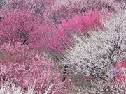 かざはやの里の写真2