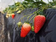 福山ファームの写真3