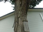神明社の大ヒノキの写真1