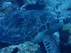 石垣島ダイビング GLOBAL DIVE(グローバルダイブ)の写真4