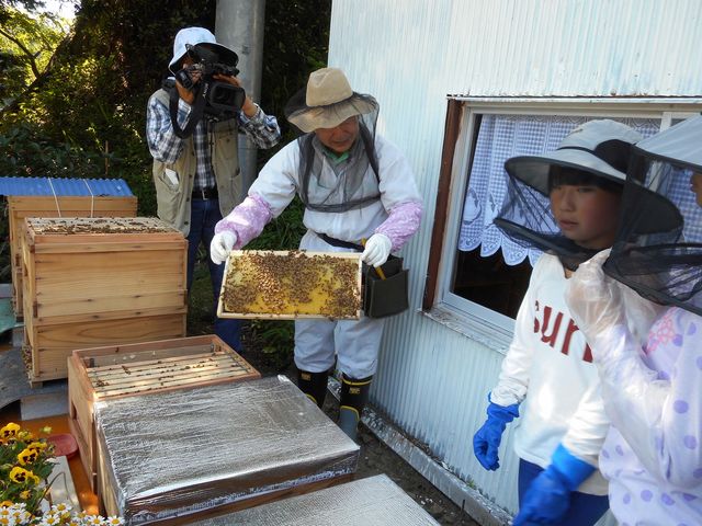 巣箱から取り出したみつばちの巣枠にビックリ_下田みつばち