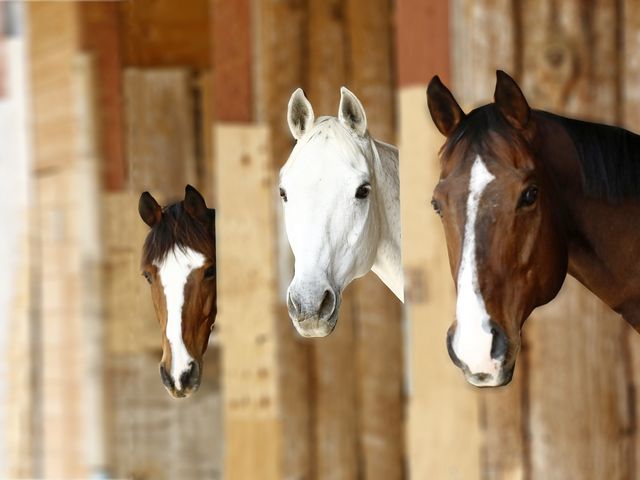 HORSE RIDER