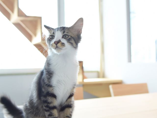 保護猫カフェ285