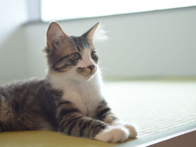 保護猫カフェ285