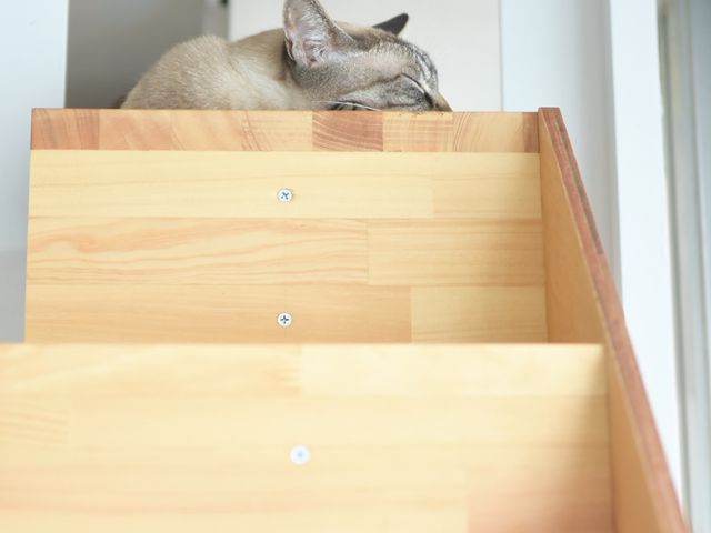 保護猫カフェ285