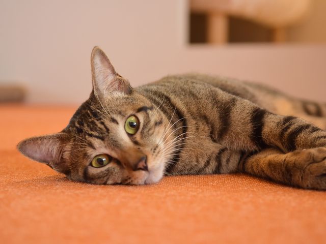 保護猫カフェ285
