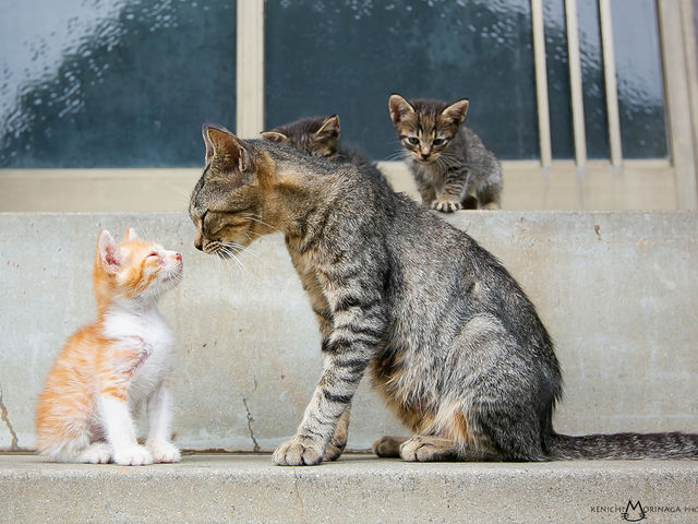 猫写真家・森永健一写真教室