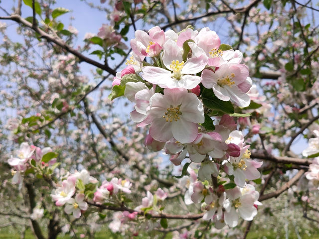 しいなりんご園