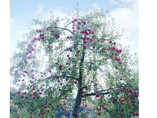 しいなりんご園