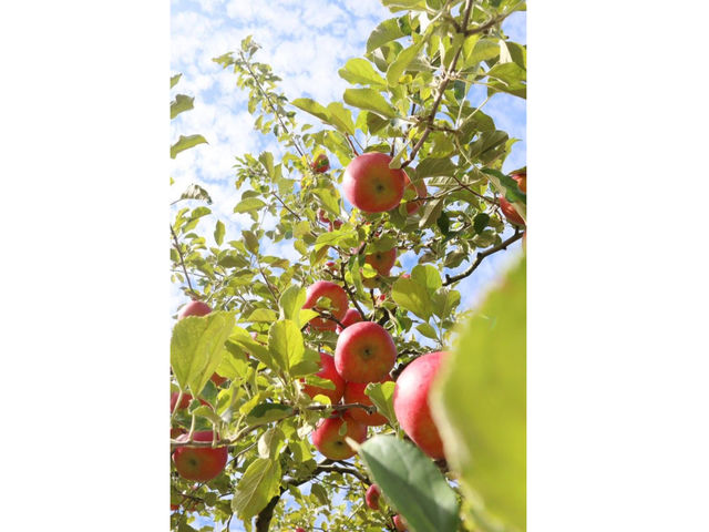 しいなりんご園