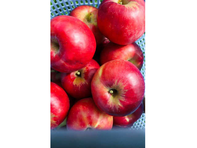 しいなりんご園