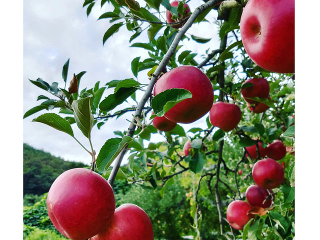 しいなりんご園